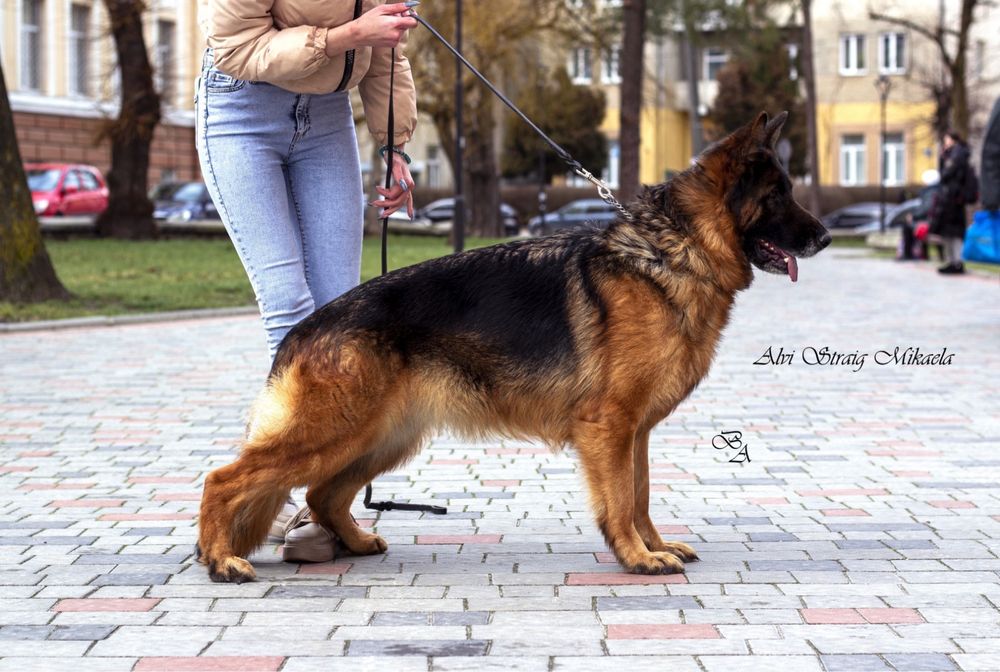 Цуценята від в‘язки в Німеччині