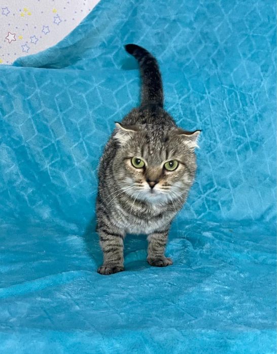 Киця шукає родину