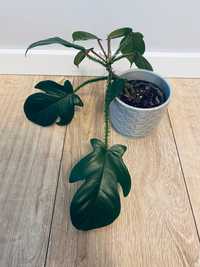 Filodendron squamiferum sadzonka roślina