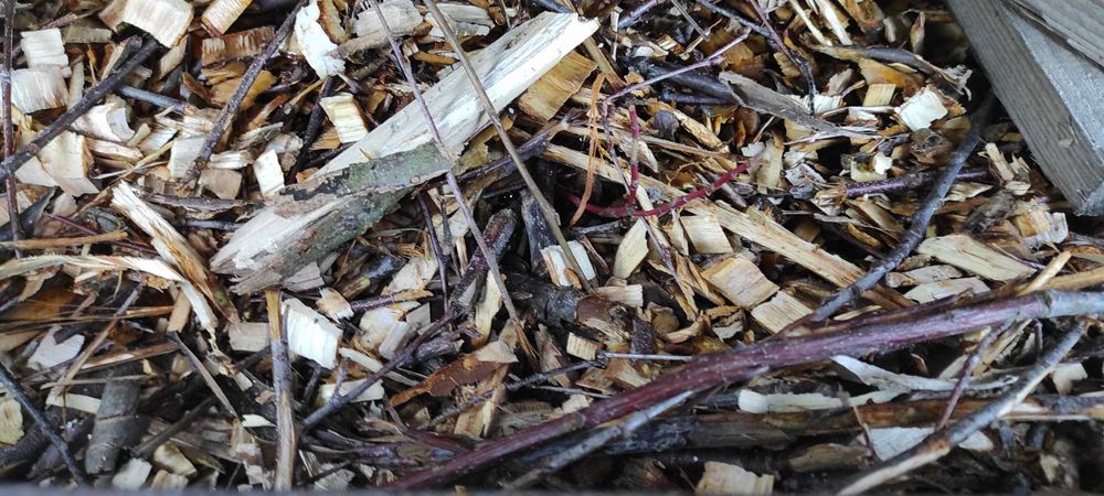 Biomasa, rozdrobnione gałęzie na podsypkę lub do kompostownika 2m3