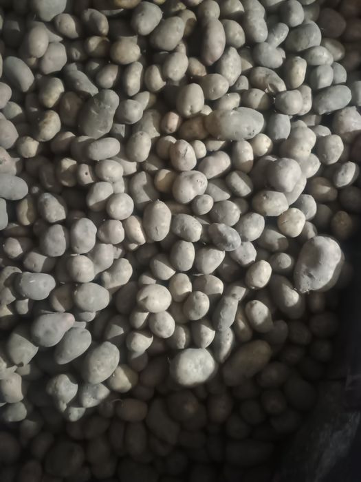 Картопля, бульба