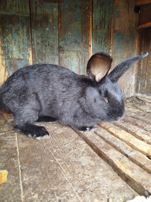 Продам молодого кролика