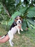 Beagles espetaculares