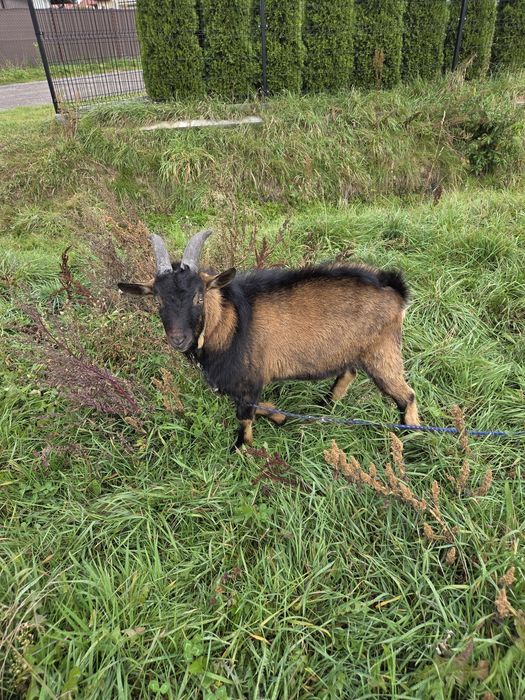 Sprzedam koziołki miniaturki