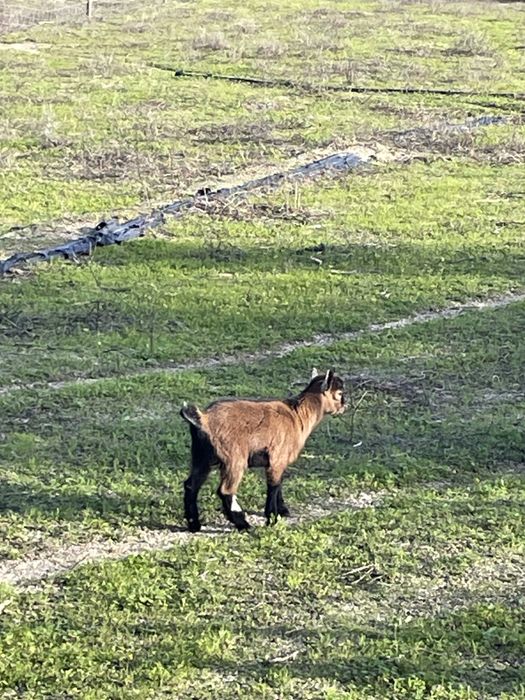 Casal de cabras anas