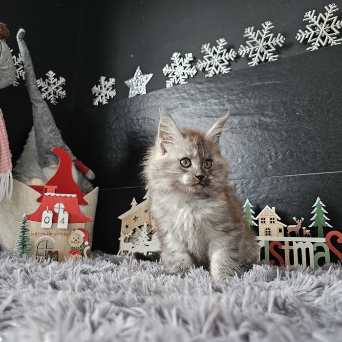 Koteczka dymna   Maine coon rodowód fpl