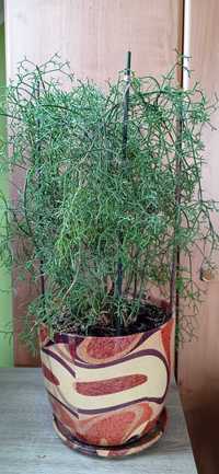 Roślina doniczkowa Patyczak (Rhipsalis)