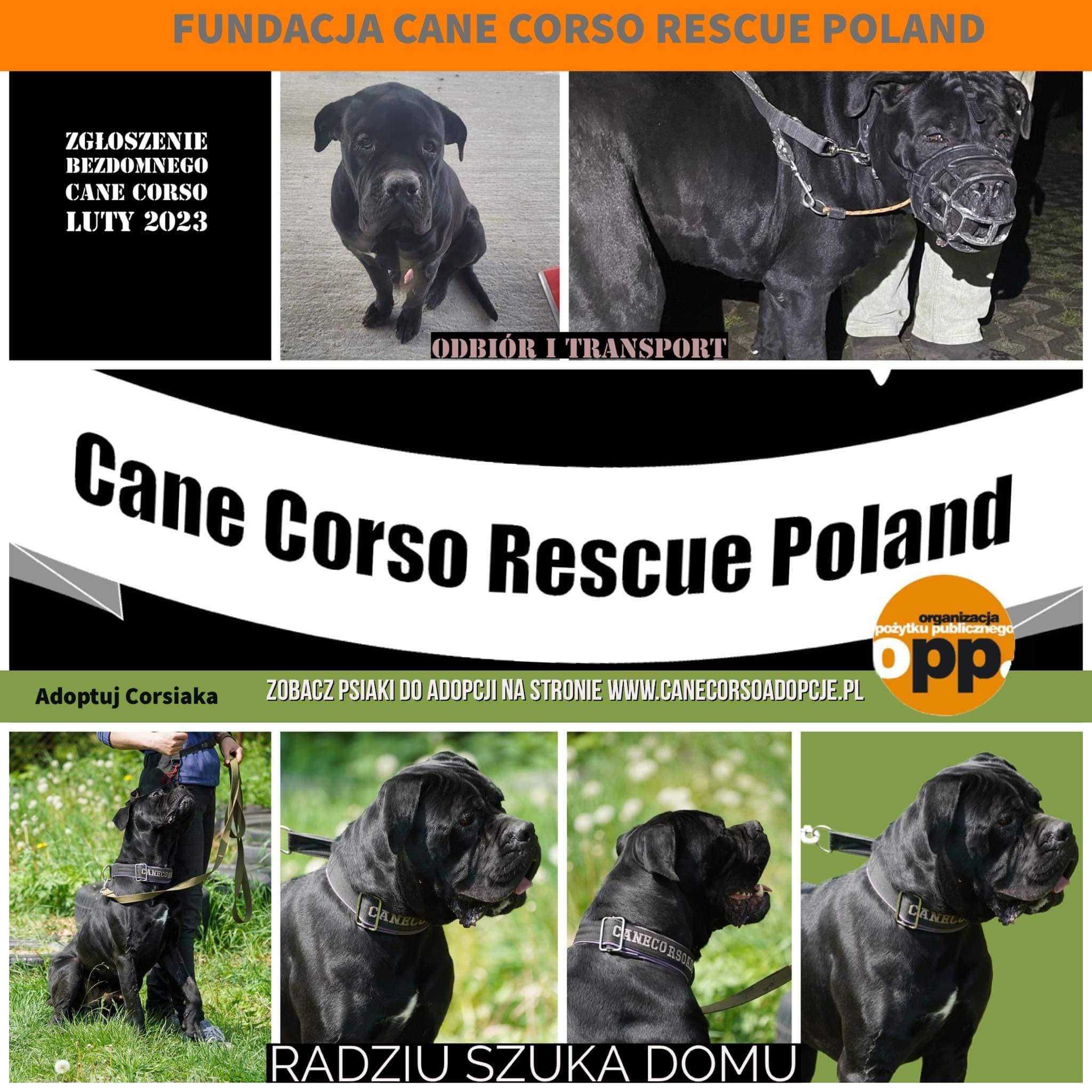 Radzio w typie cane corso do adopcji.