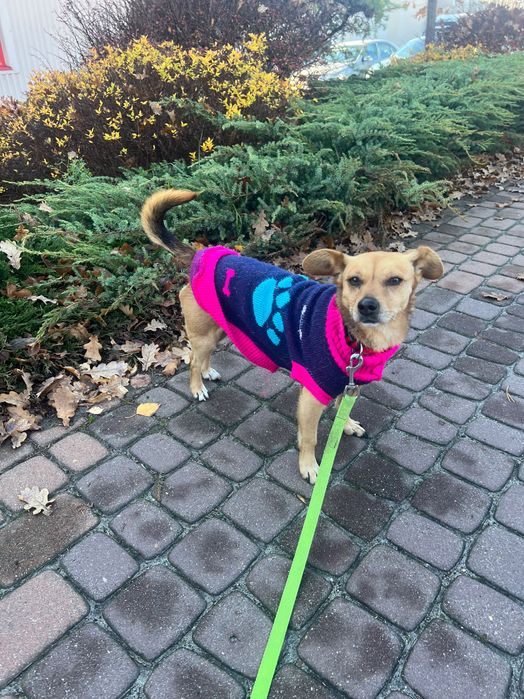 Nutka szuka nowego domu