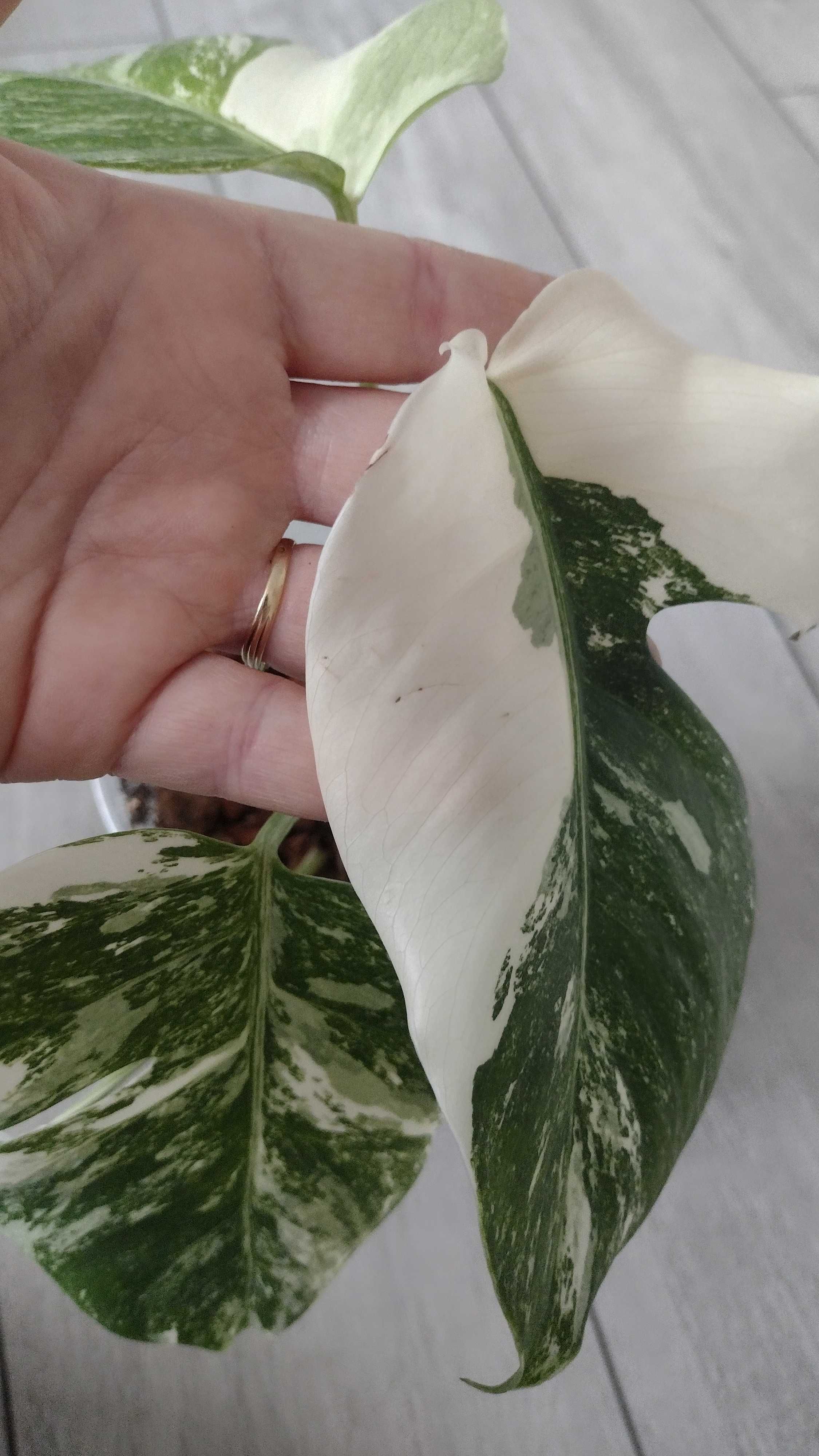 Monstera Variegata 7 liści polecam