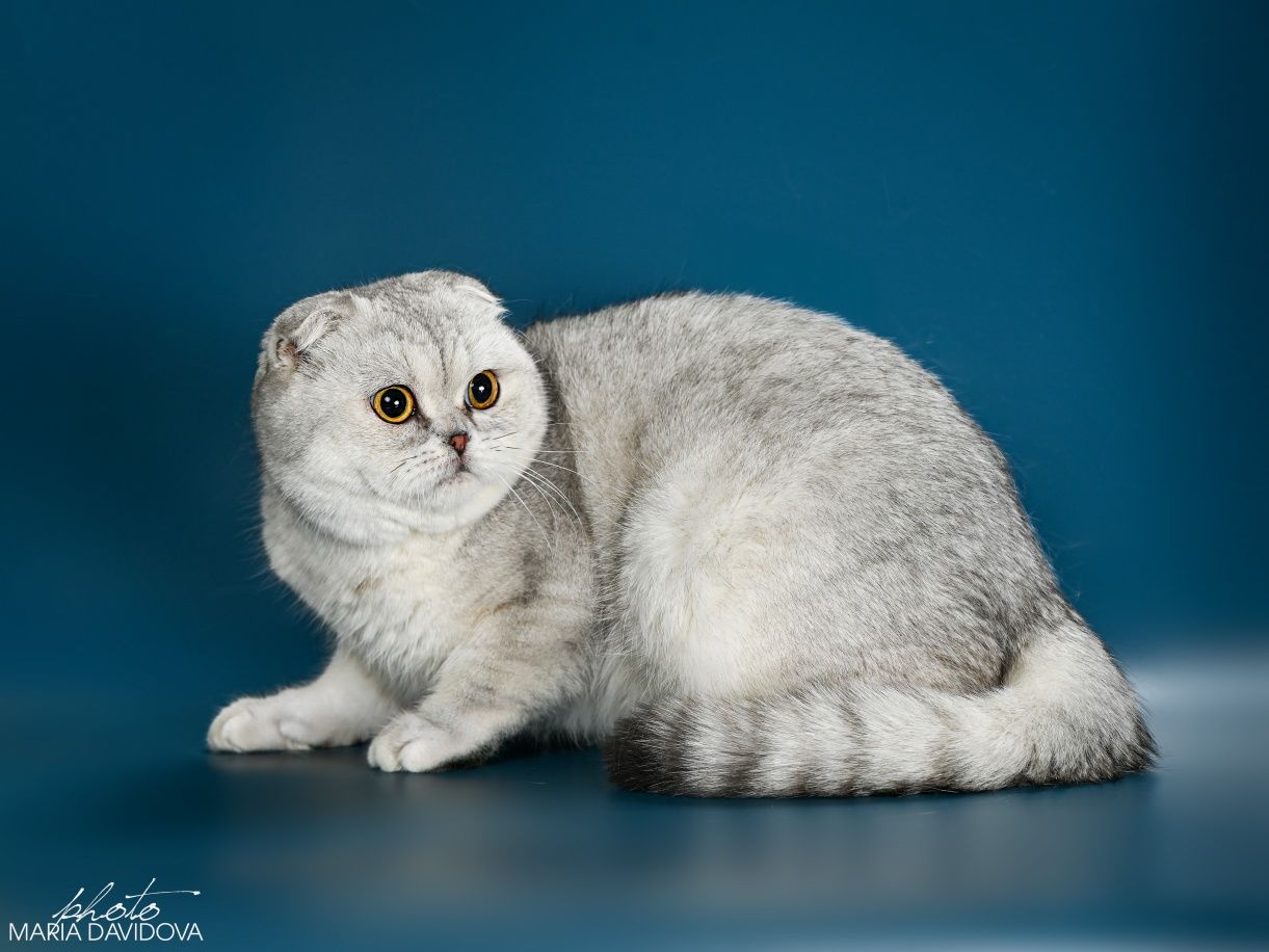 Вислоухий кот приглашает на вязку