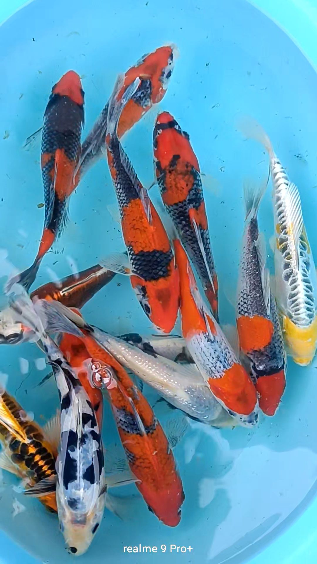 Karpie koi z japoni