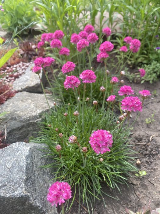 Армерия приморская