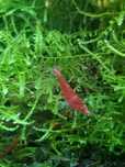 Krewetki Red Cherry,pięknie wybarwione