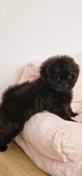 Pomapoo,  suczka