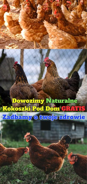 Naturalna Ferma Drobiu - Dowóz Naturalnych Kokoszek Pod Dom GRATIS