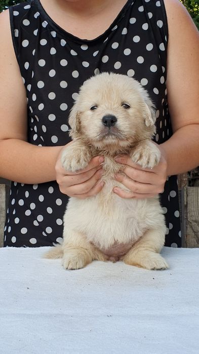 Голден ретривери із розплідника
