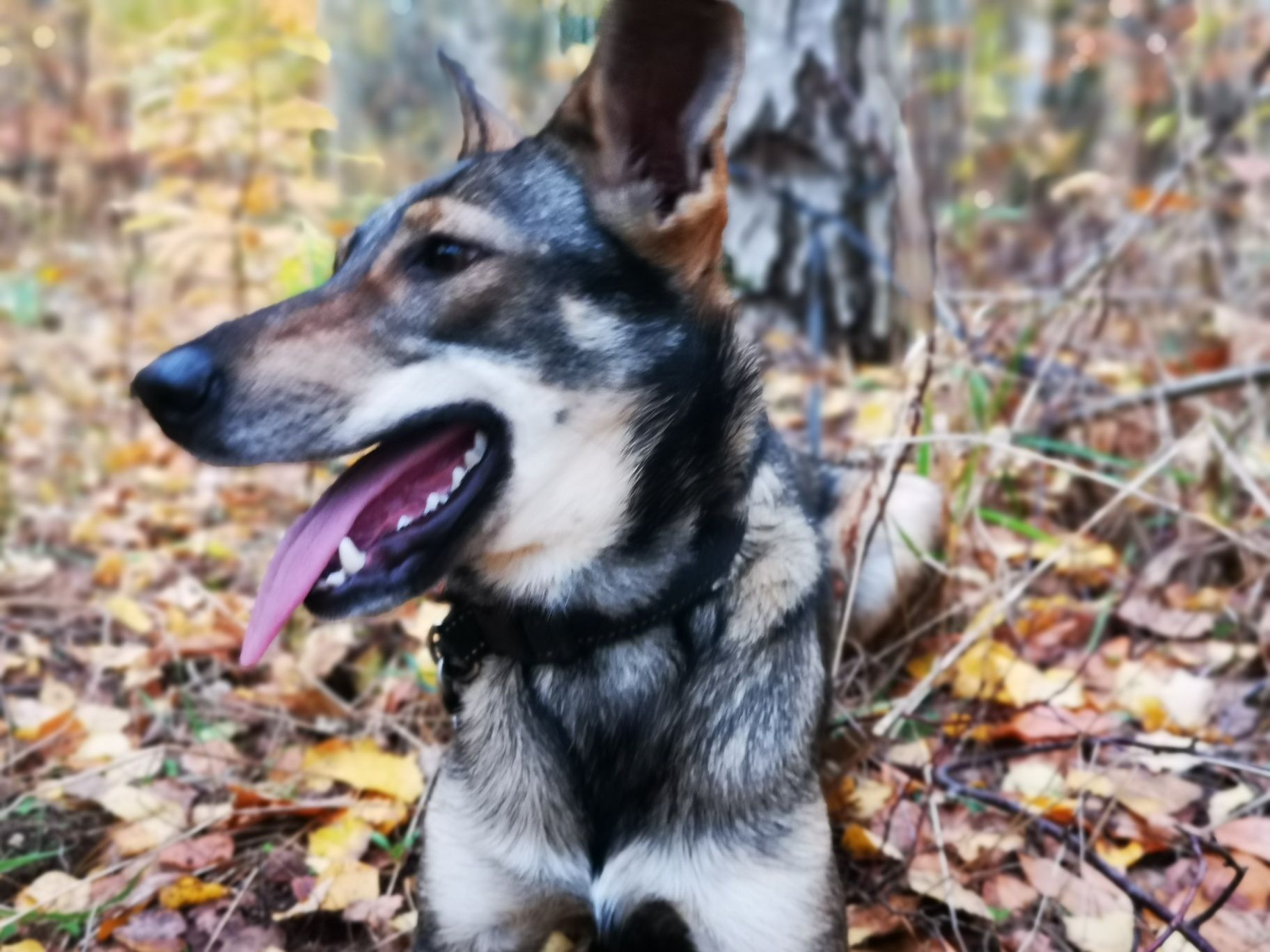 Shira - cudna suczka do adopcji