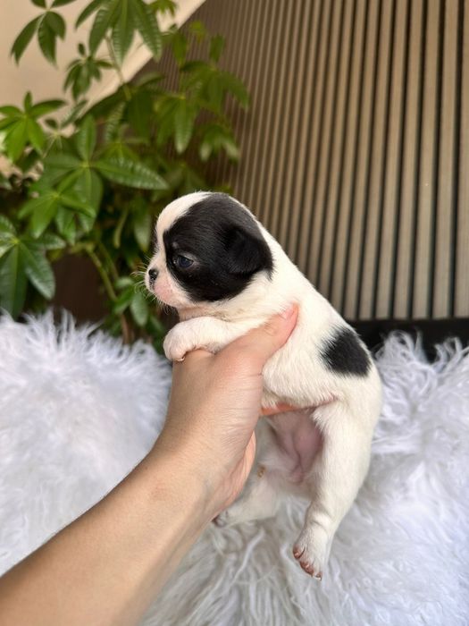 Chihuahua  Super Mini. Menina.Cabeça de maçã.