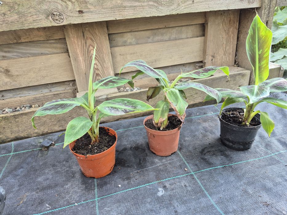 Musa Acuminata  ,,Dwarf Cavendisch'' , ,,Musa Tropicana ''