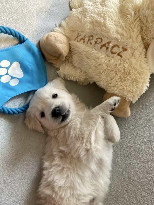 Golden Retriever szczeniak suczka