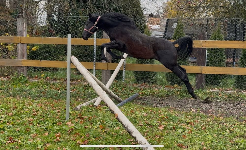 Ogier małopolski pilna srzedaż