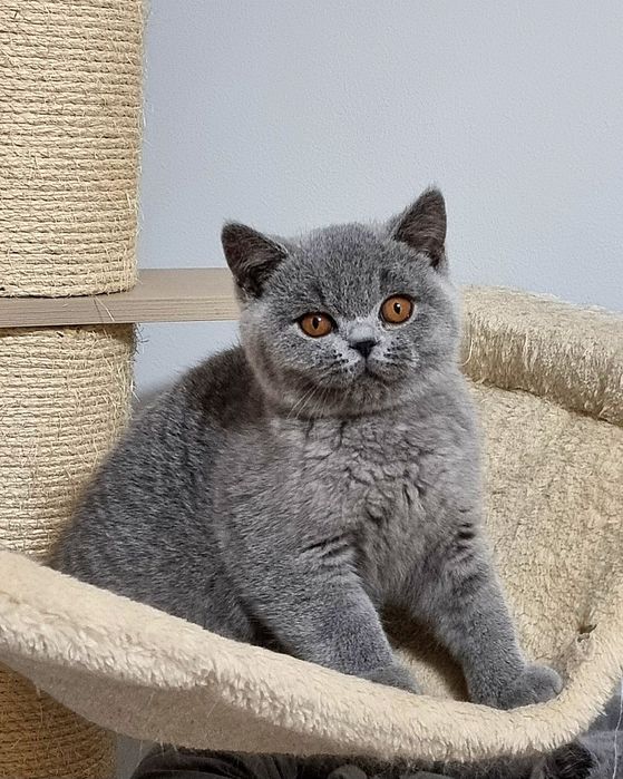 Gatinho British azul.