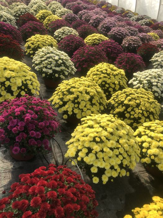 Chryzantemy na Wszystkich Świętych