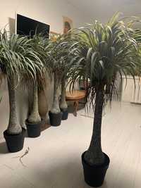 Искусственные растения пальмы деревья кактус