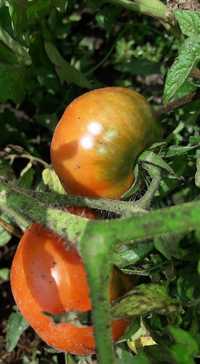 Насіння томатів  сухостійких (домашній збір)