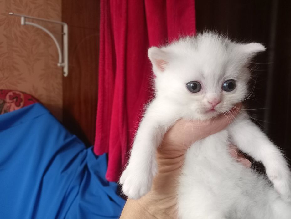 Белоснежная шотландская кошечка
