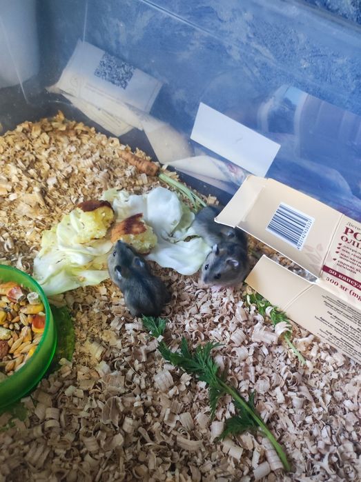 Продам хом'ячків джунгариків