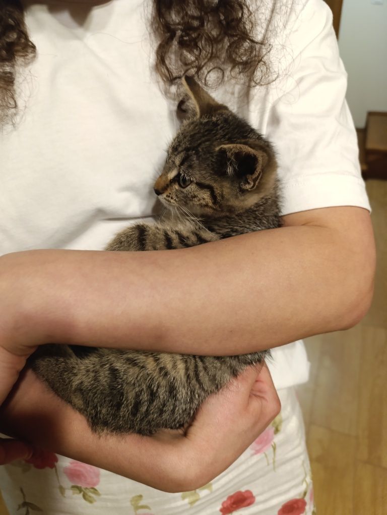 Młoda kotka do adopcji