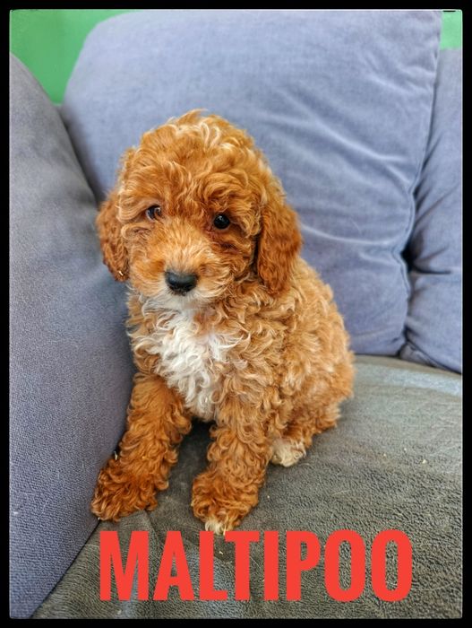 Maltipoo,piesek z rodowodem
