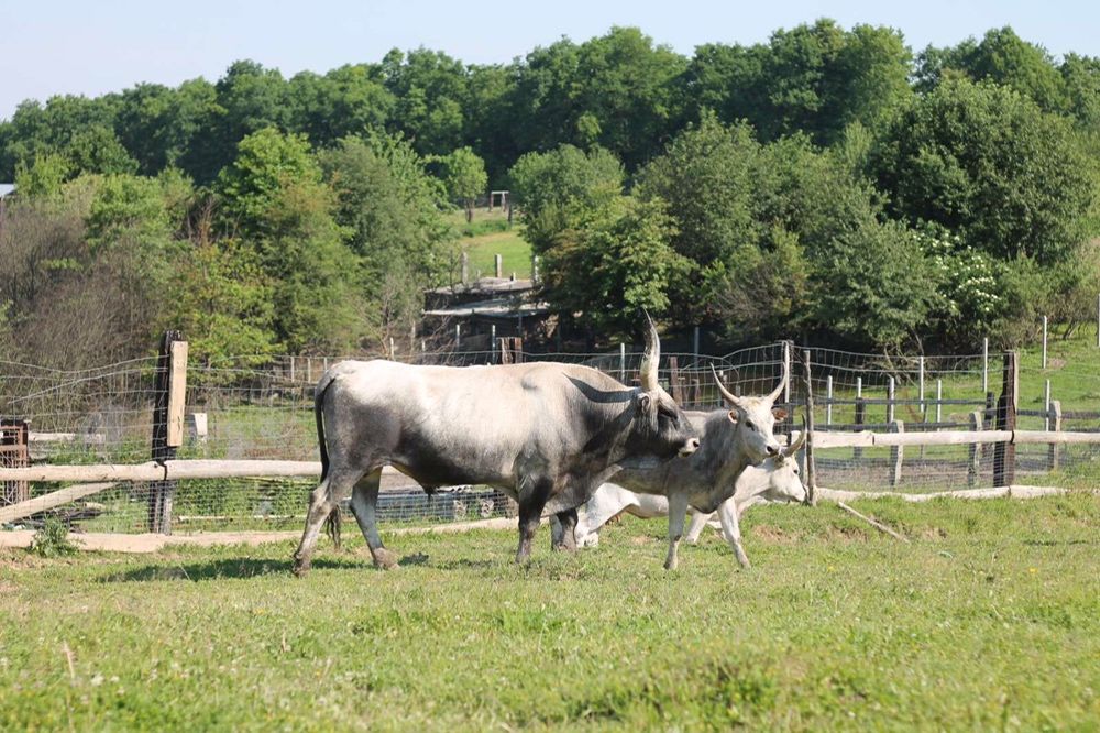 Продам бика угорськоі сіроі корови