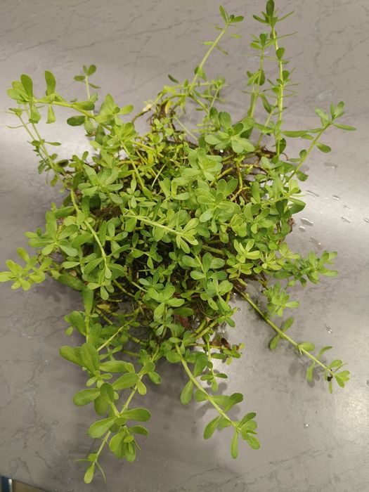 Bacopa Monieri duża kępa , ukorzeniona
