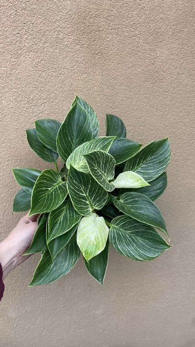 Філодендрон Біркін-15 горщик 380 грн