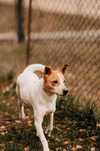 Diesel - uroczy psiak w typie Jack Russell Terriera szuka domu!!!