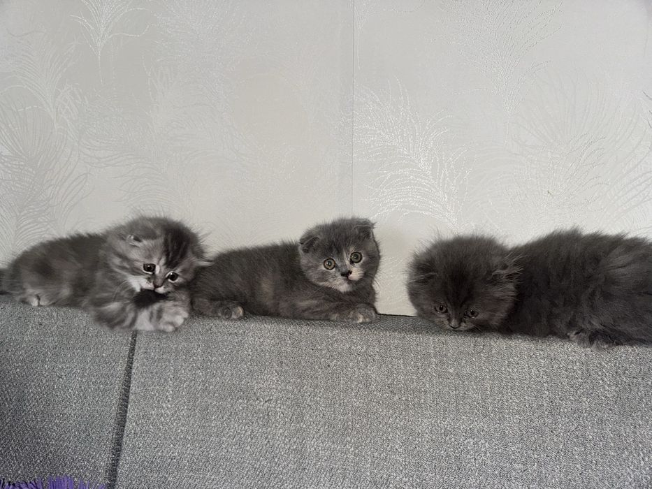 Шотландські котики