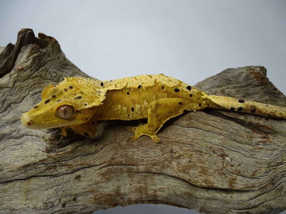 Gekon Orzęsiony samica Dalmatian