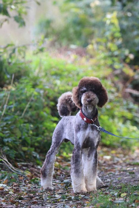 Choco Tan Poodle duży Pudel królewski Czekoladowy Tan Samiec 1,5 roku