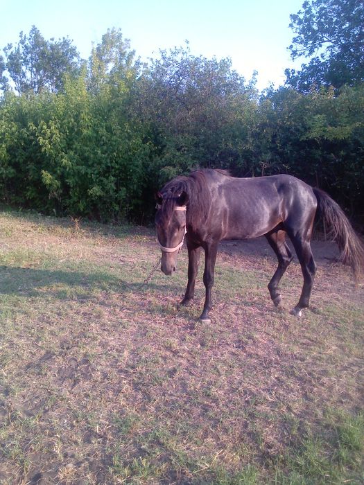 Продаю коня необхдженого  2 роки