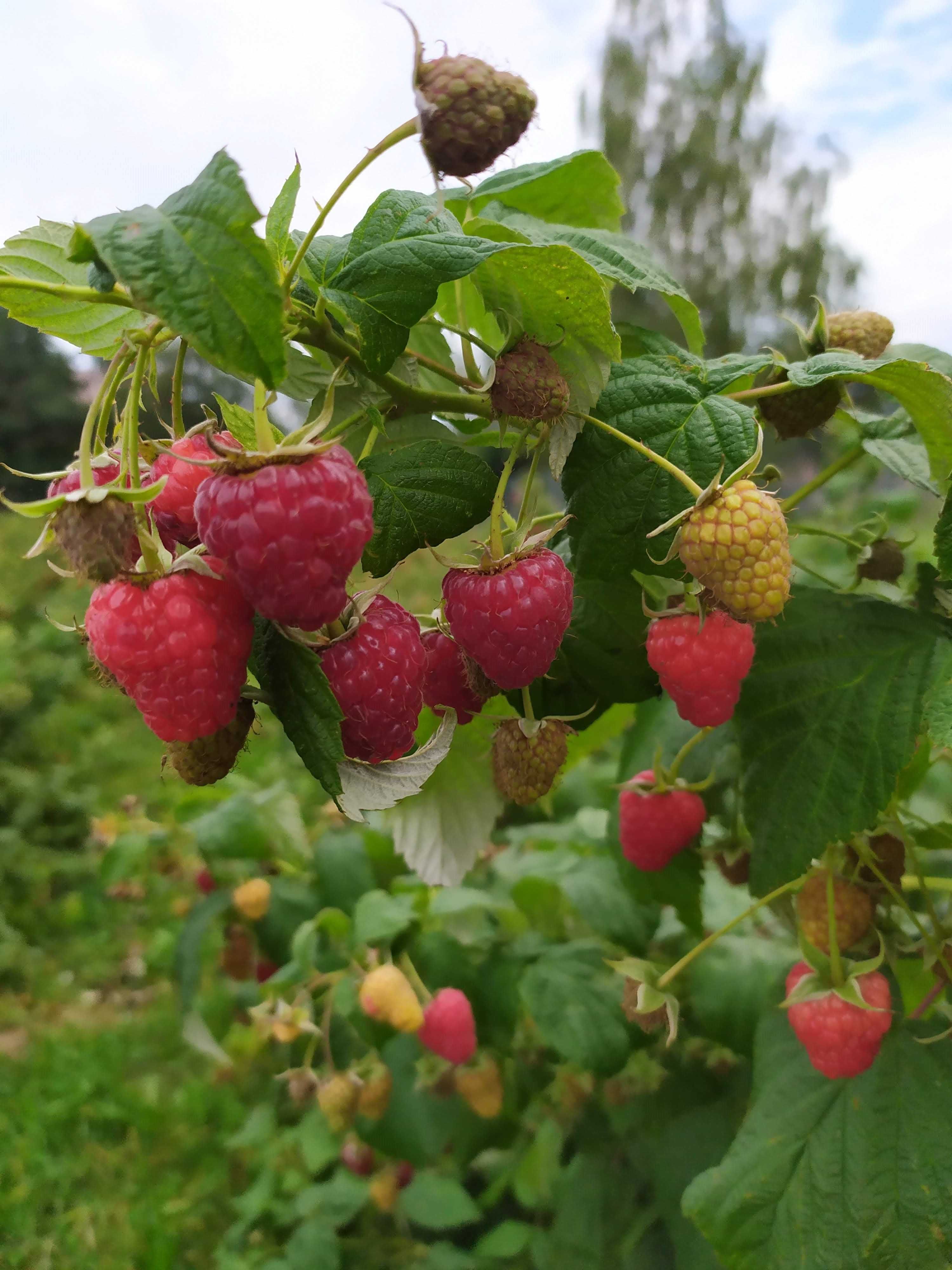 Maliny ze wsi – prosto z krzaka! 16 zł/kg