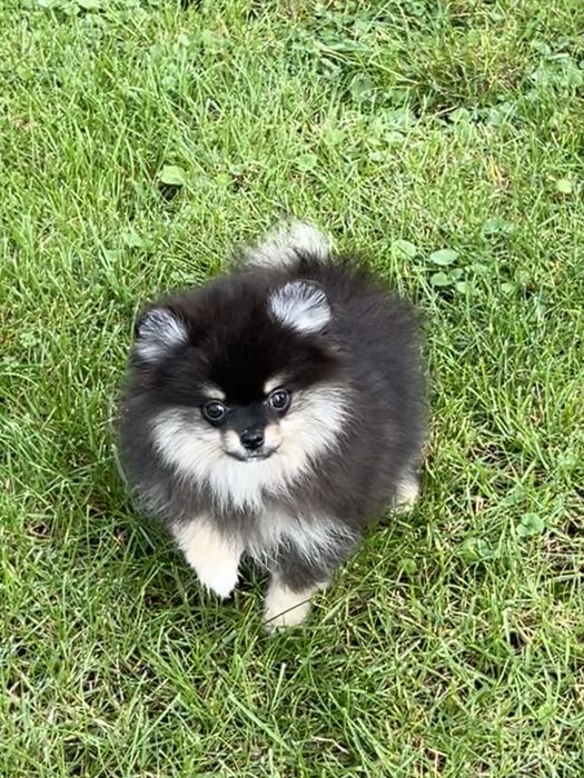 Gotowa do odbioru-Szpic miniaturowy,pomeranian,Cudowna laleczka