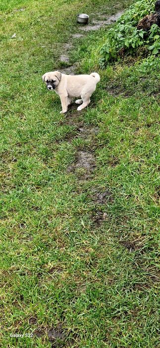 Oddam pieski za darmo