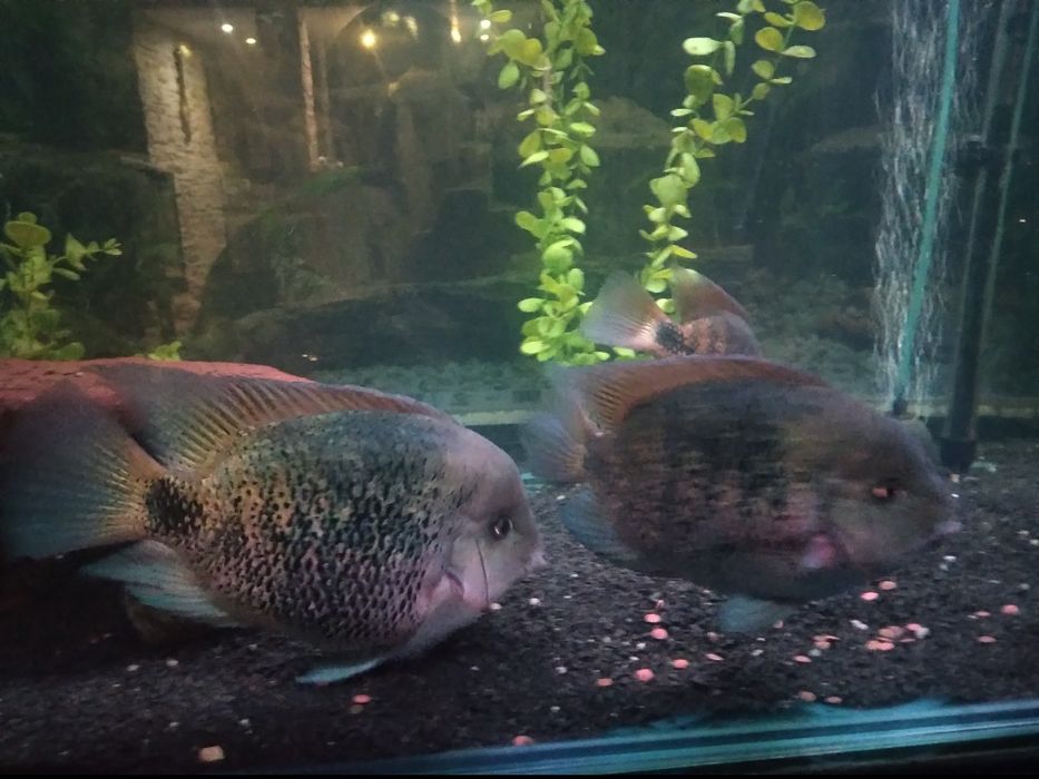 Pielegnica Oscura Heterospila Montecristo