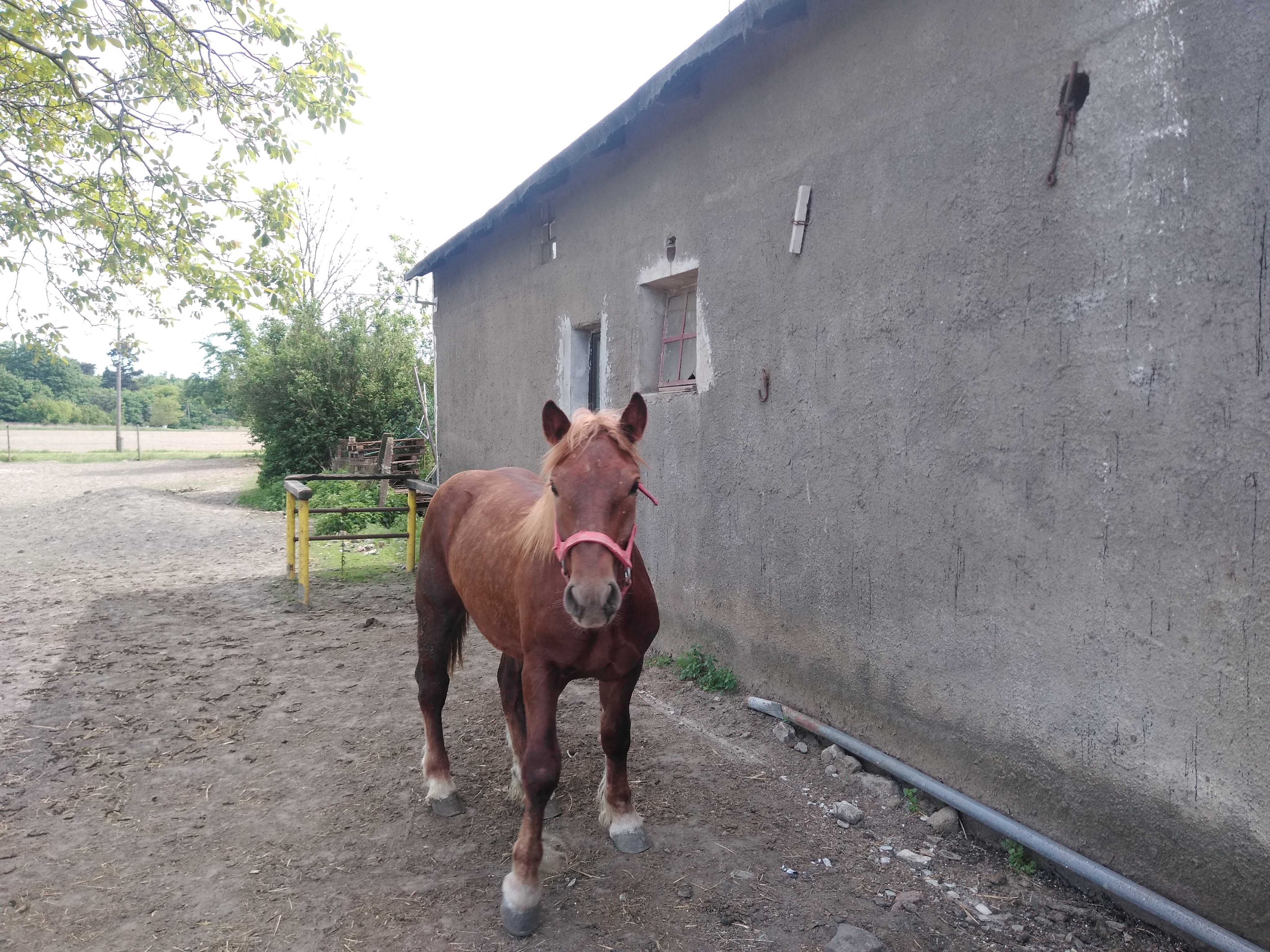 Sprzedam źrebaka ogier -koń zimnokrwisty rasy Sztum