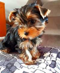 Yorkshire terrier