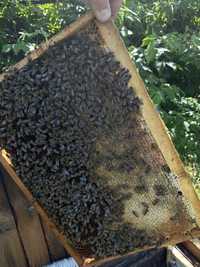 Продам пасеку пчелы бджоли пасіка