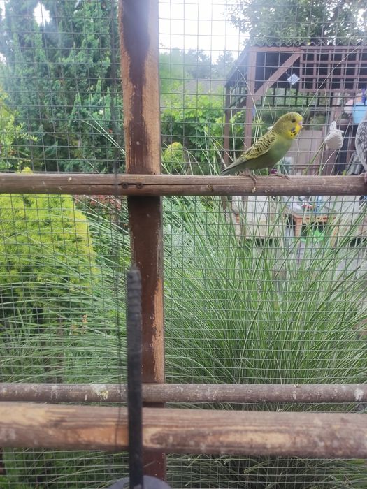 Sprzedam papugi faliste